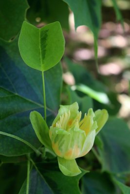 Liriodendron tulipifera 'Aureomarginatum' - liliovník tulipánokvětý - květ02